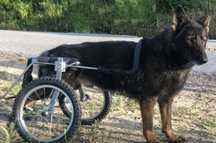 Cadeira de Rodas PetStreet para Animais / Cão & Gato...
