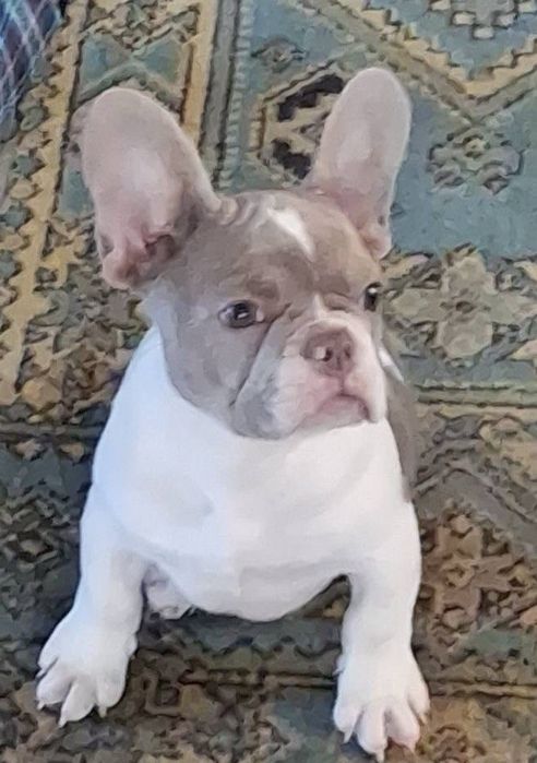 Щенок французского бульдога