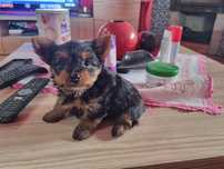 Yorkshire Terrier macho