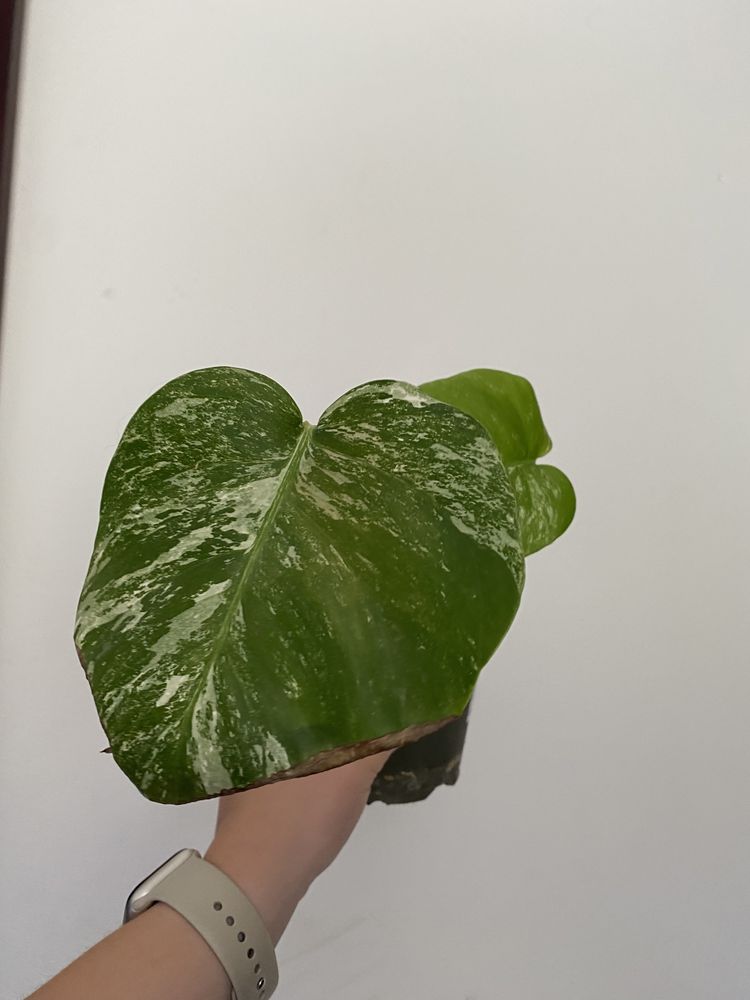 Monstera variegata