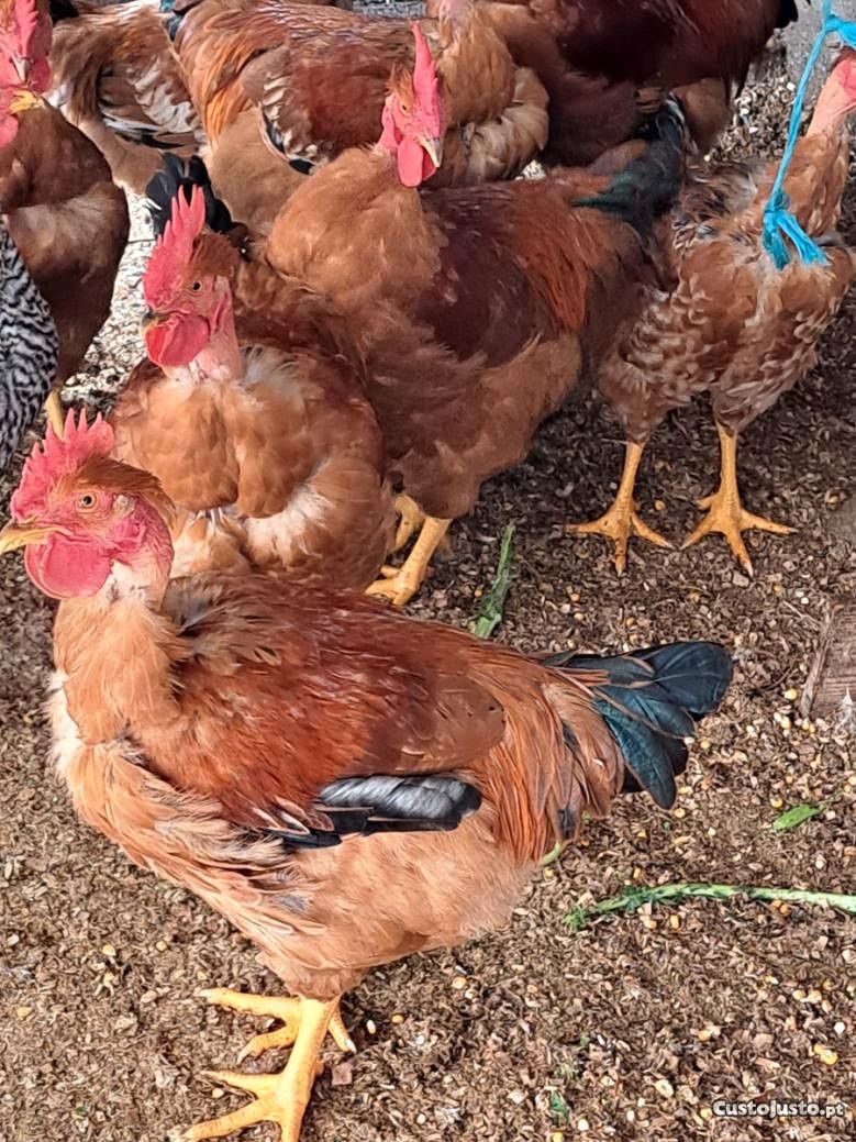 Galos vermelhos caseiros