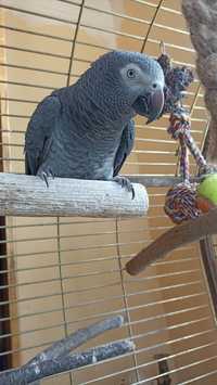 Серый говорящий попугай