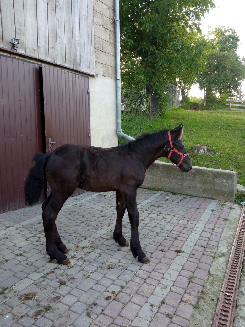 Klacz skarogniada 4 letnia że źrebakiem