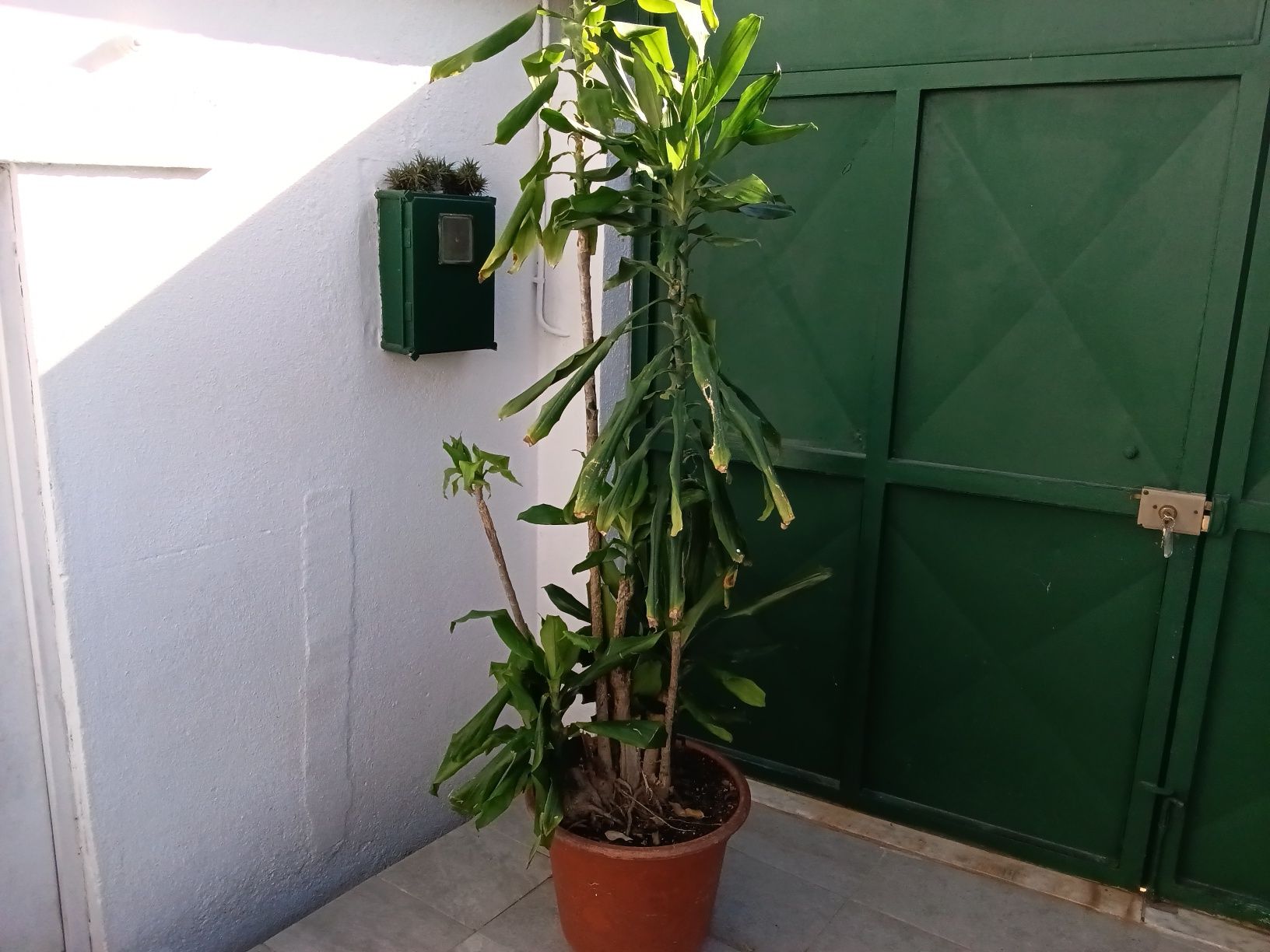 Planta de Interior.
