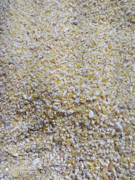 Śrutowania kukurydza, groch, peluszka.