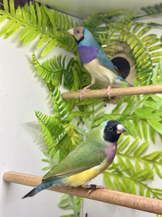 Amadyny wspaniałe parka lęgowa