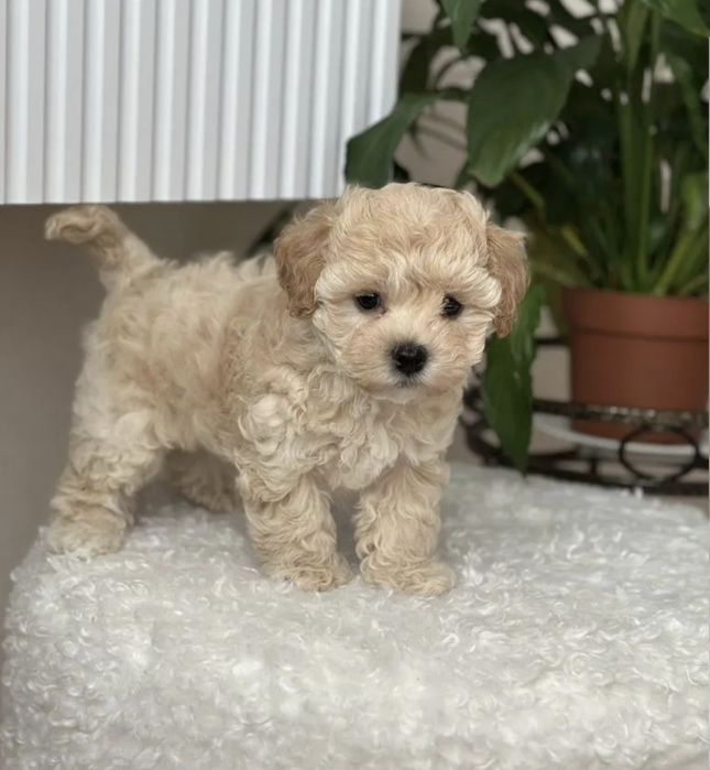 Мальтипу мини Мальтипу