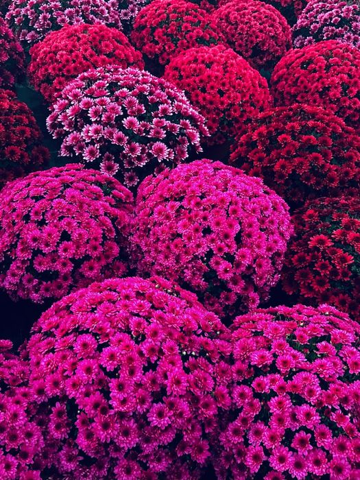 Chryzamtemy w hurcie od 18 zl i 30 zl za sztuke i wysoka jakość