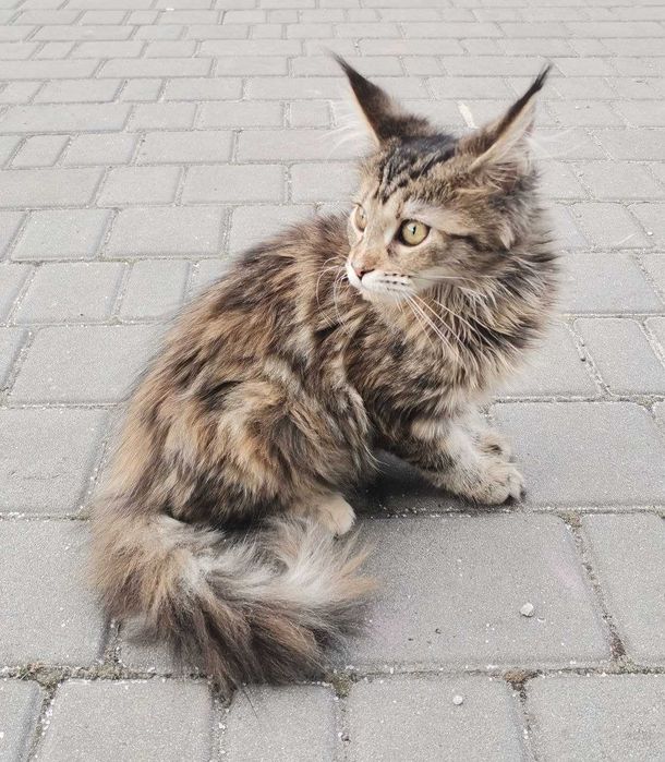 Кошенята Мейн-кун