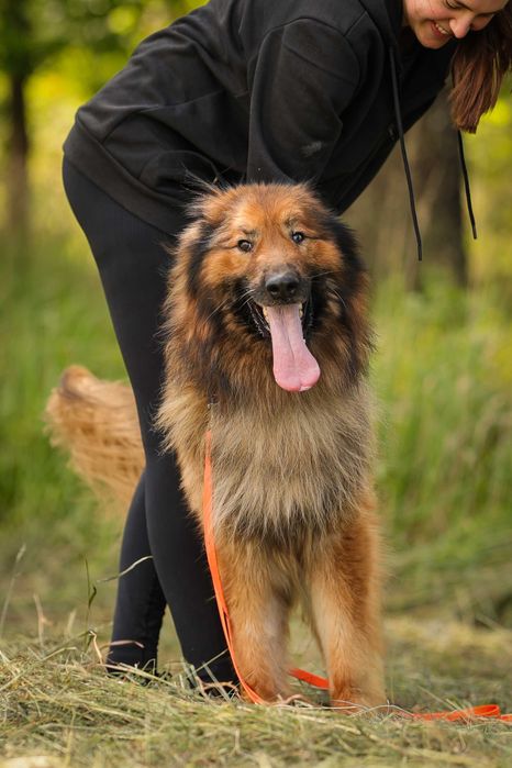 Rocky , około 5 letni owczarek do adopcji z fundacji