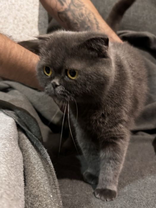 Продам кішок різних порід