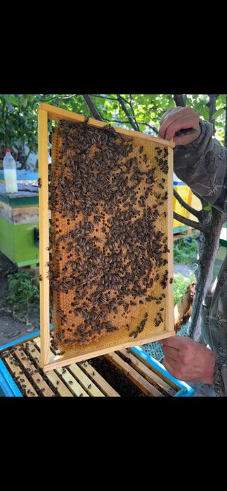 Продаж меду квіткових садів, липи і соняшнику)