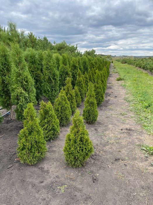 Туя смарагд (1.2 м)