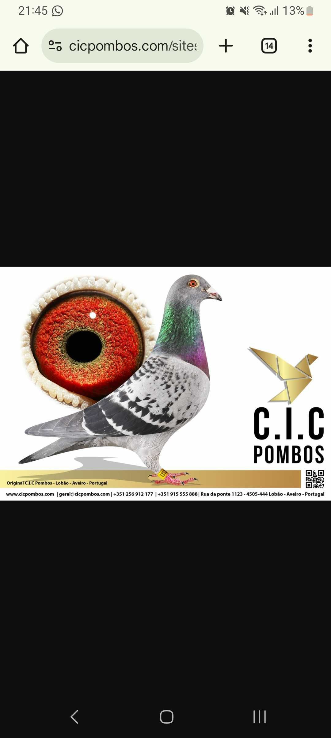 Pombos  correios