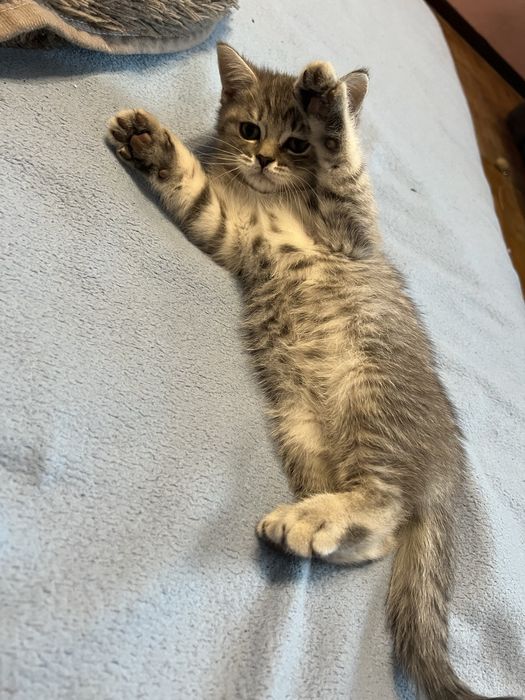 Шотландские котята