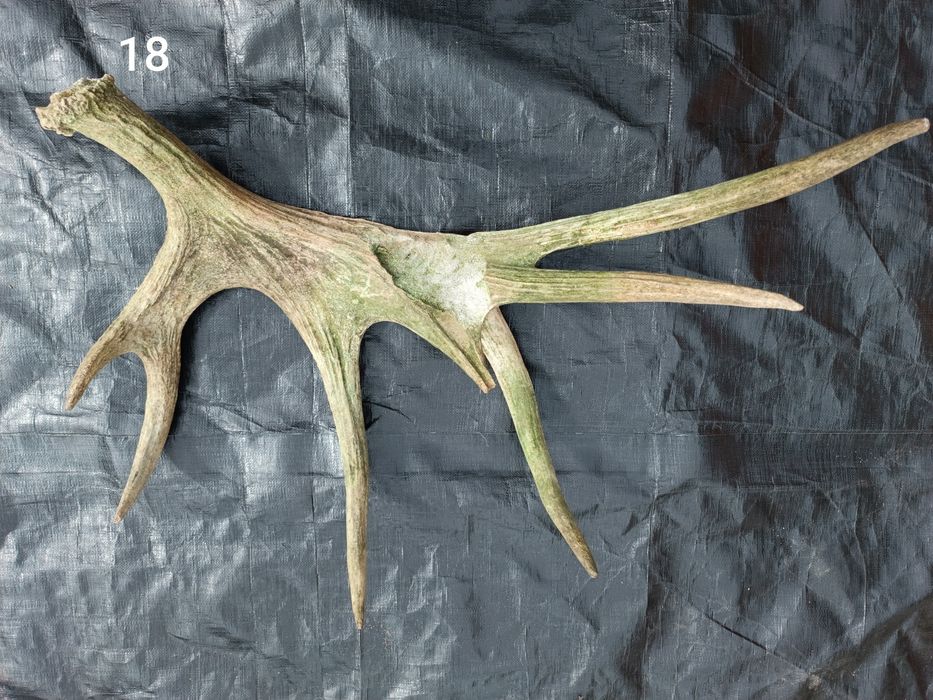 Sprzedam poroże łosia, jelenia, parostki koziołka