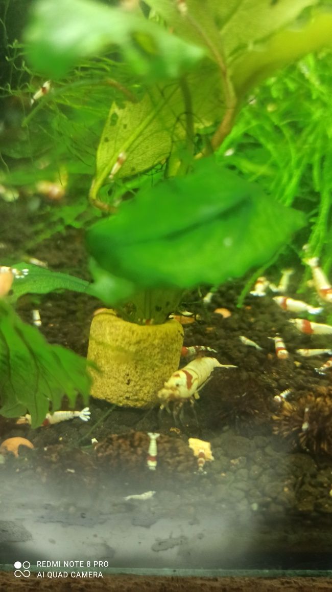 Krewetki caridina crystal red