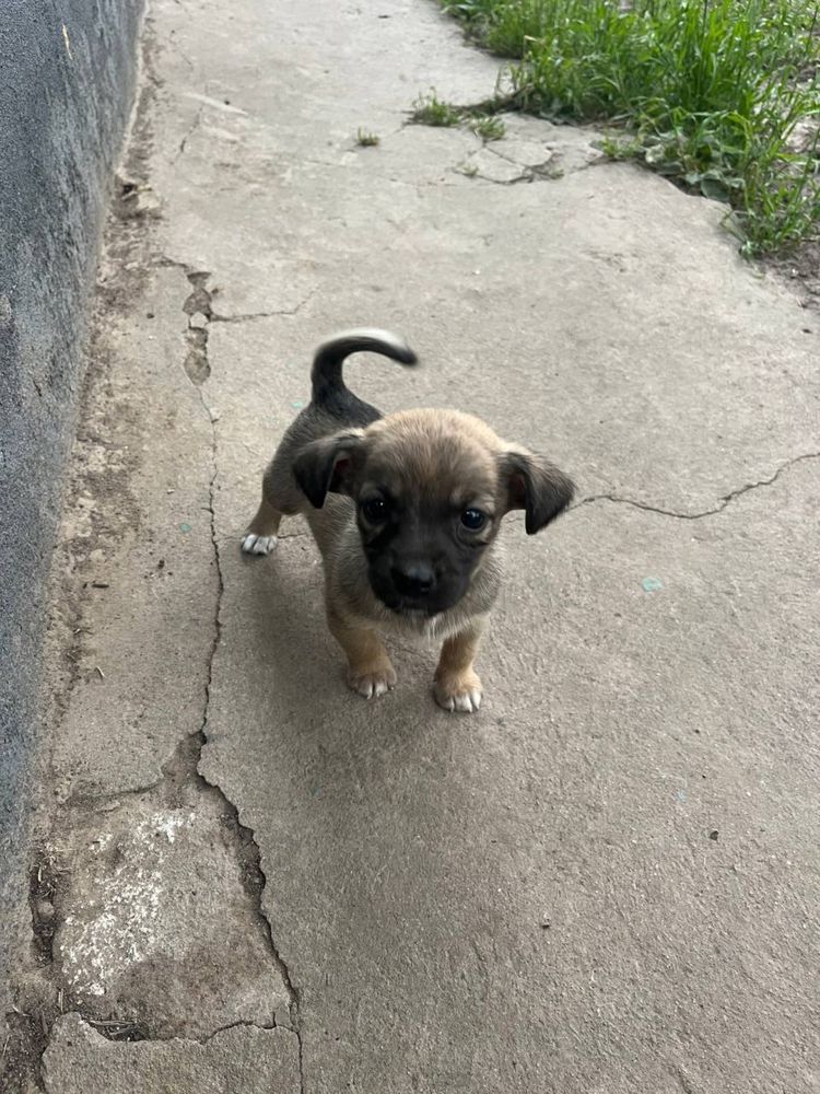 Віддам в добрі руки