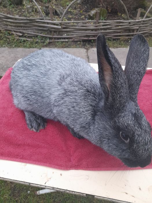 Продаються кролі