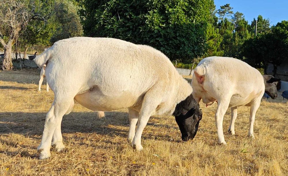 Ovelhas Borrego Dorper Puro