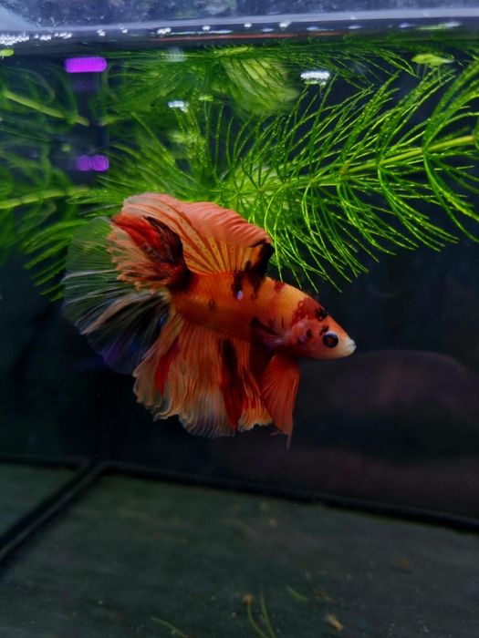 Bojownik HM nemo