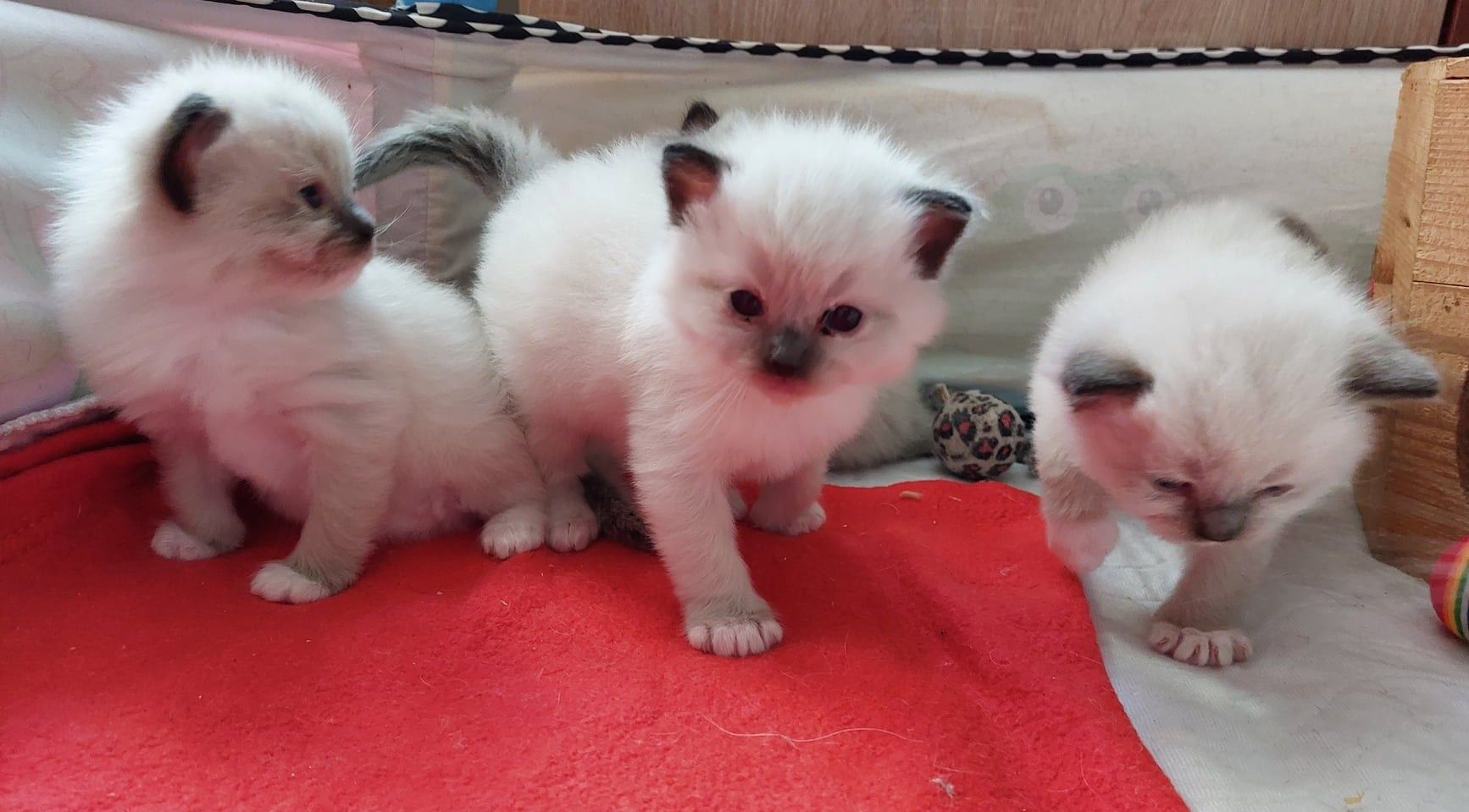 Ragdoll seal mitted