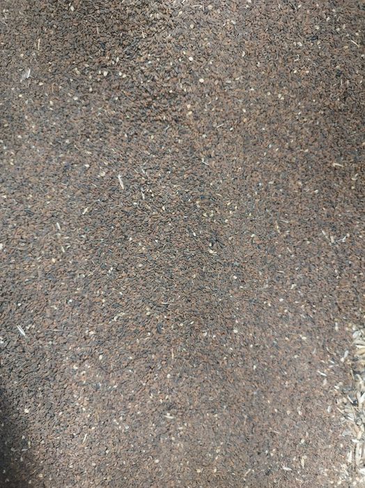 Facelia Błękitna ekologiczna