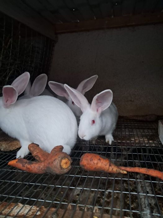 Кролі породи «Термонська біла»