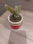 Mini kaktus zywy