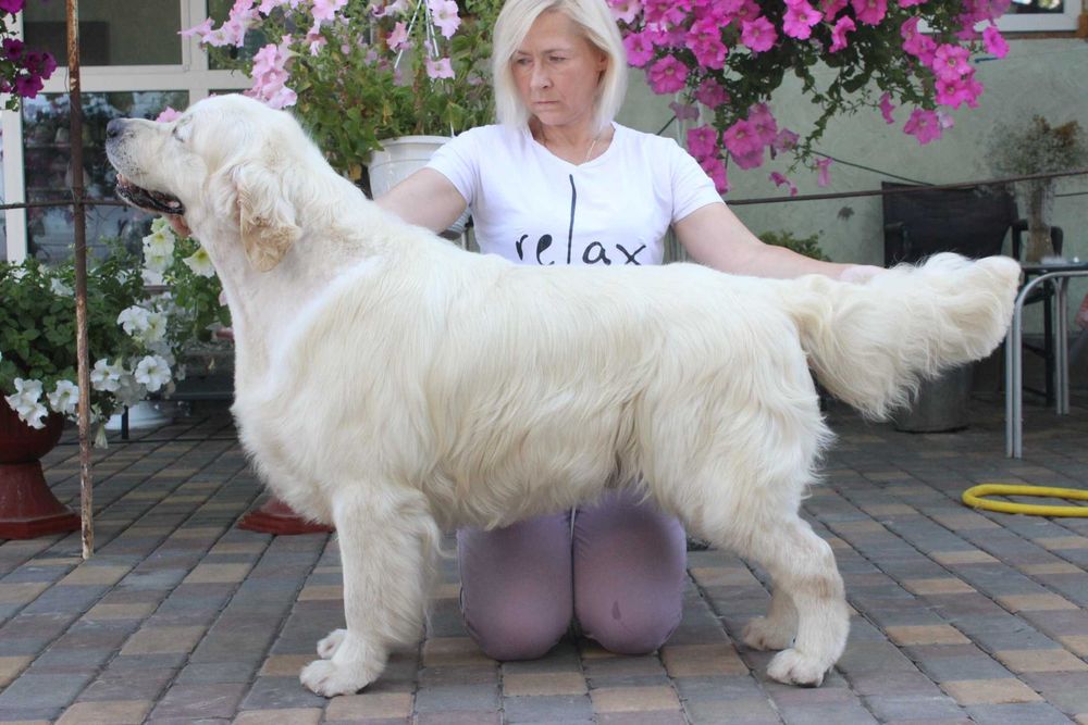 Племенной кобель Голден Ретривер