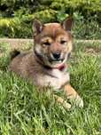Shiba inu FCI wyjątkowa sezamowa suczka
