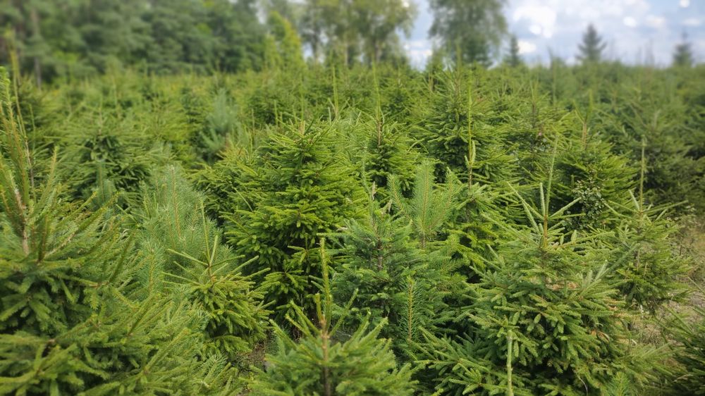 Choinki świerk pospolity