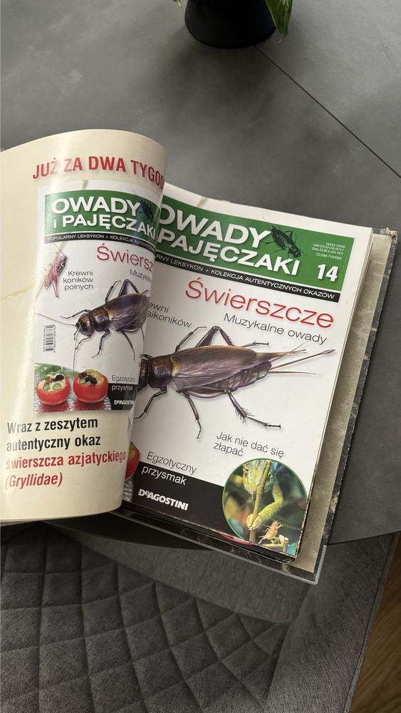 [!!!] Kolekcja  Owady i pajeczaki - prawdziwe owady w zywicy