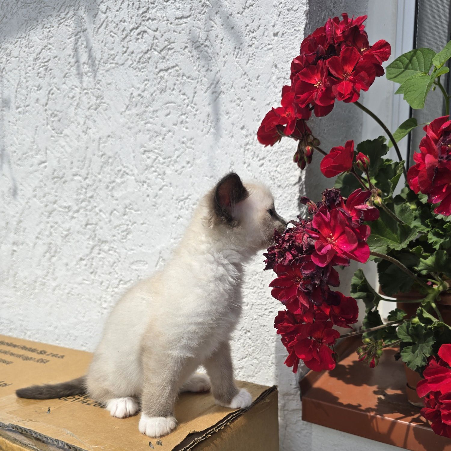 Kocurek ragdoll gotowy do odbioru
