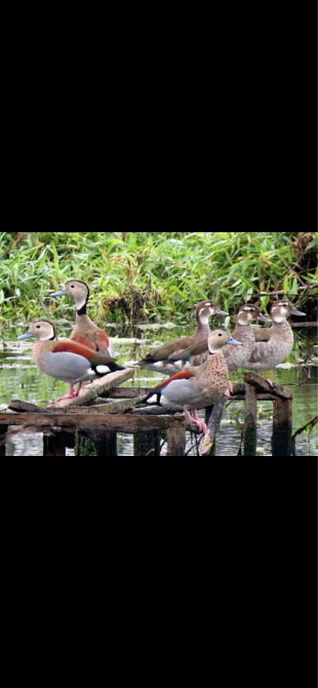 Casal patos ringed teal (Callonetta leucophrys)