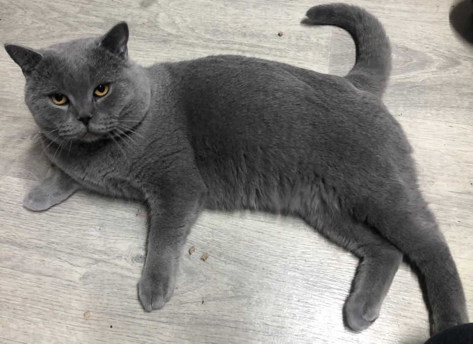 kocur brytyjski z prawdziwym rodowodem Felis Polonia