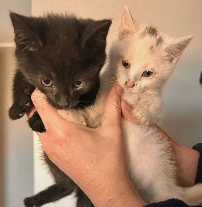 Oddam kotki w dobre rece