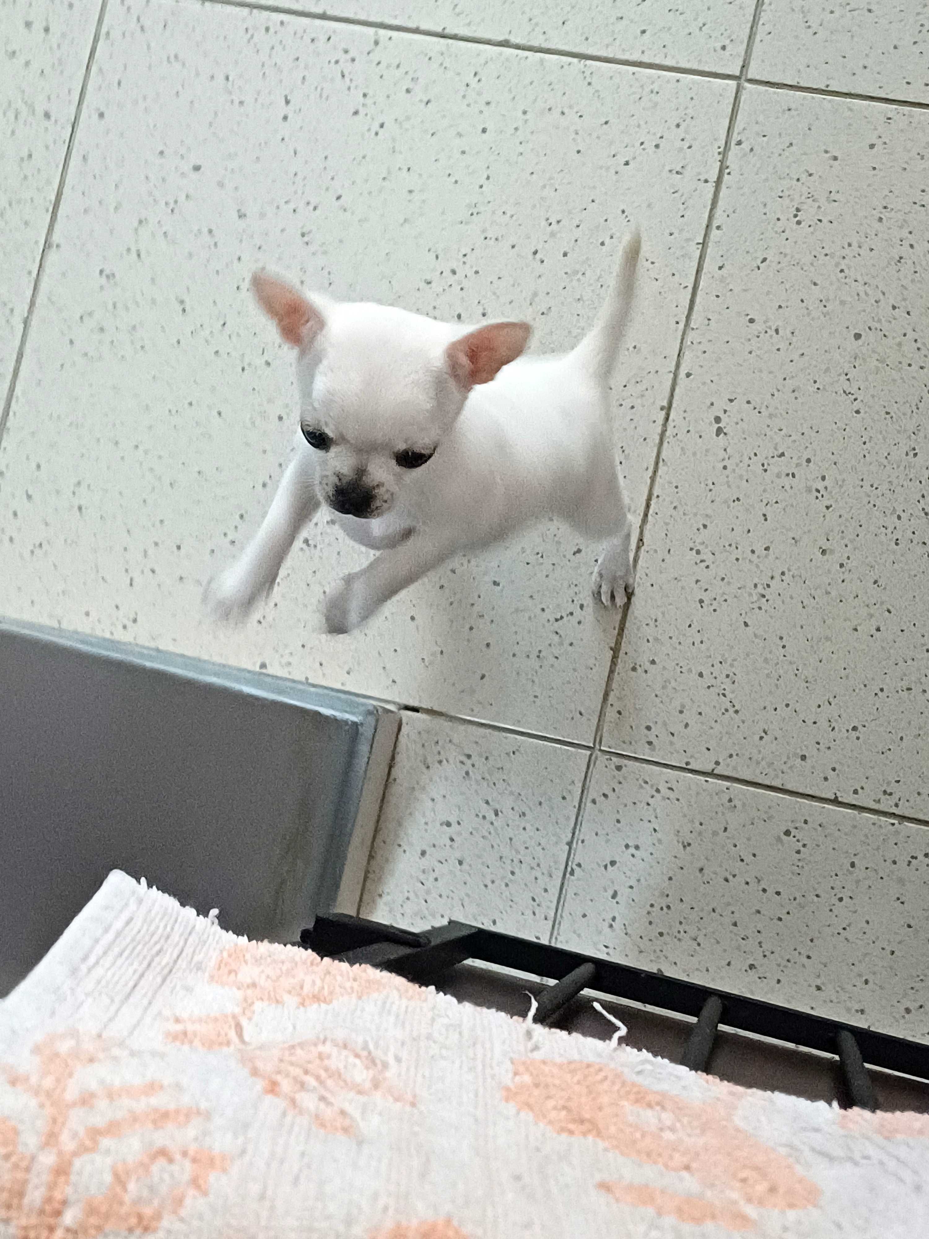 Przepiękna  Mini Biała Dziewczynka JUŻ DO ODBIORU