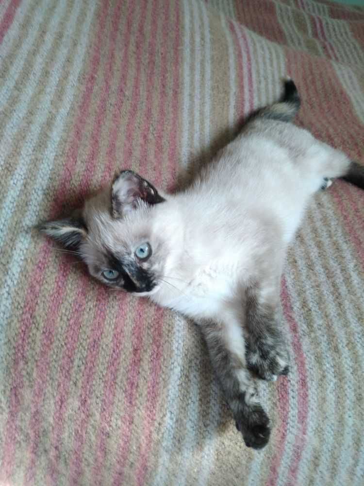 Тайский сиамский котенок черепахового окраса  tortie-point. Девочка