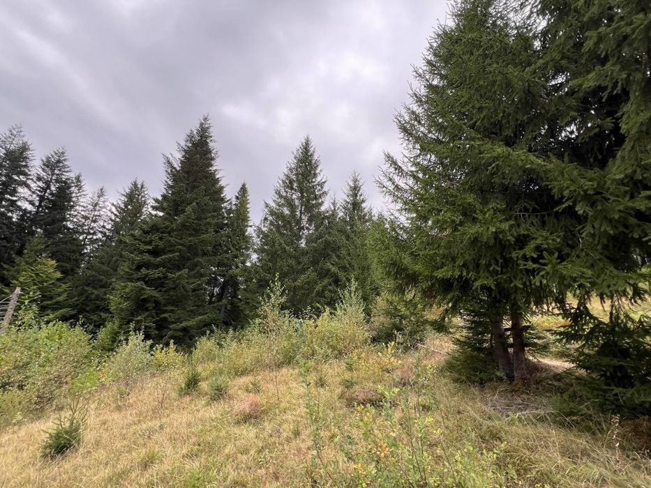 За 12 000$ продається 5 сотих під будівництво в Микуличині !