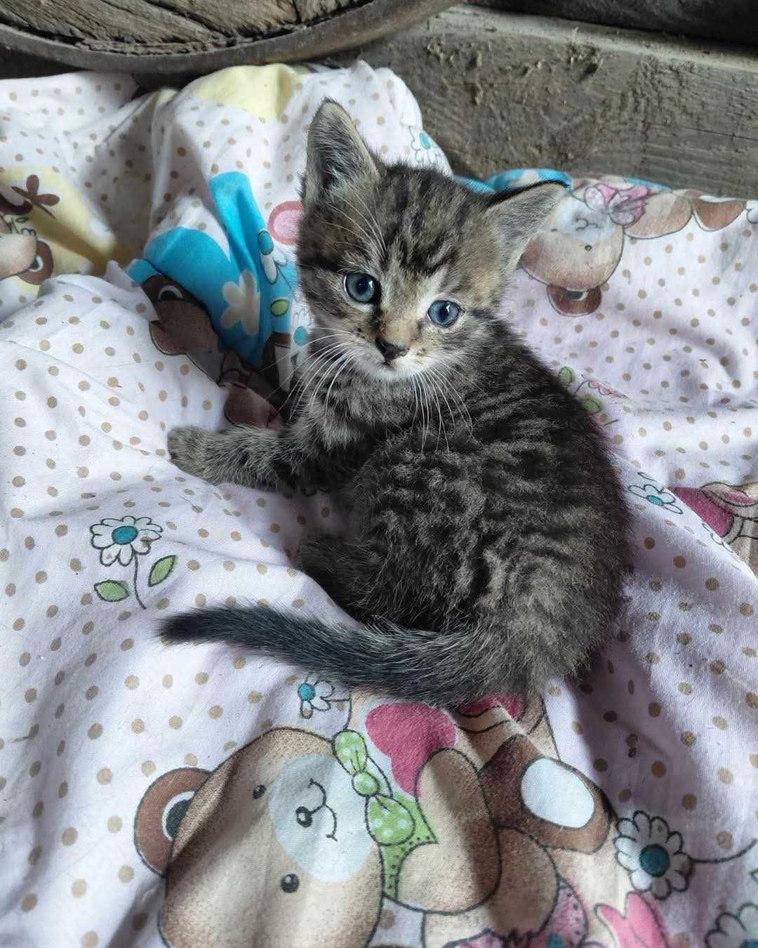 Kotki małe do adopcji.