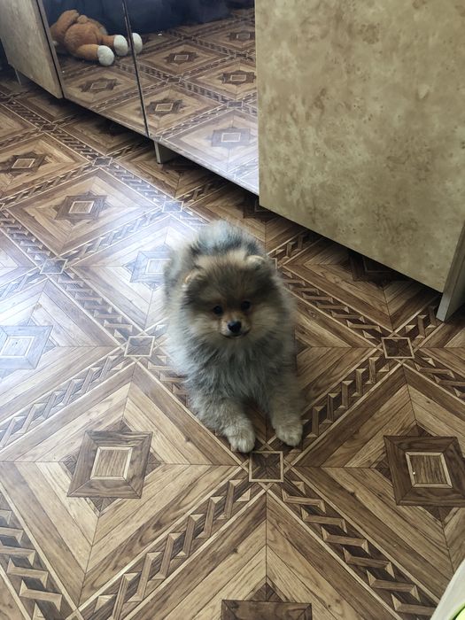 Шпіцик гарного окрасу
