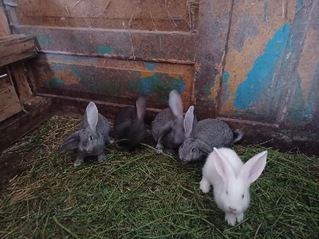 Króliki mieszańce