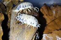 Isopody równonogi Porcelio leavis Dairy cow 50 szt
