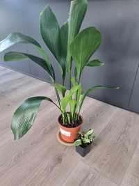 Aspidistra Elatior i Epipremnum N'Joy