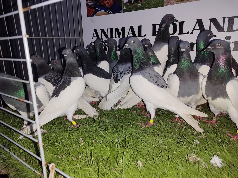 Gołębie. Murzyny. Murzyn. Możliwy transport