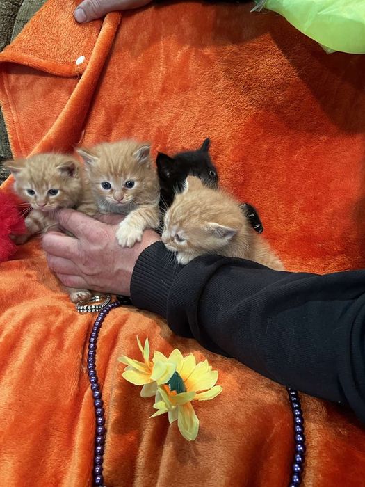 Мейкунята котята выбор