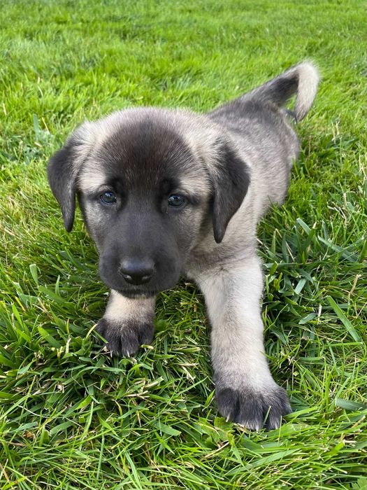 Kangal - Rodowodowe Szczenię - Pies Stróżujący - ZKwP/FCI