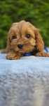 XXS Cavapoo MINI cavadoodle badania wyprawka po szkoleniu