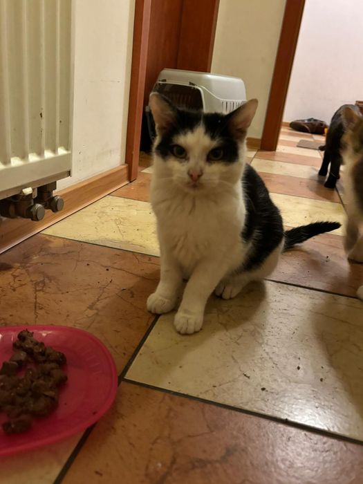 Oddam w dobre ręce kotki